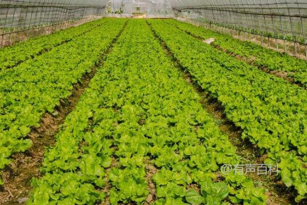 蔬菜栽培技巧：不同蔬菜品种适宜的种植时间