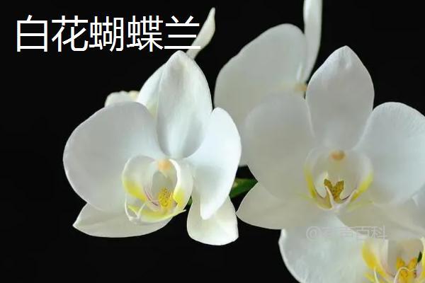 蝴蝶兰花语大揭秘，不同花色的蝴蝶兰花语解读