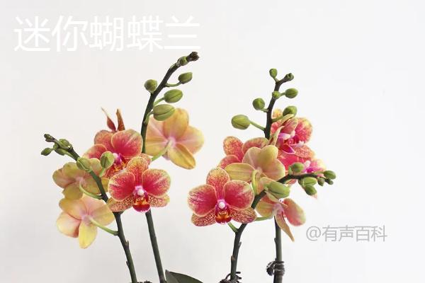 蝴蝶兰花语大揭秘，不同花色的蝴蝶兰花语解读