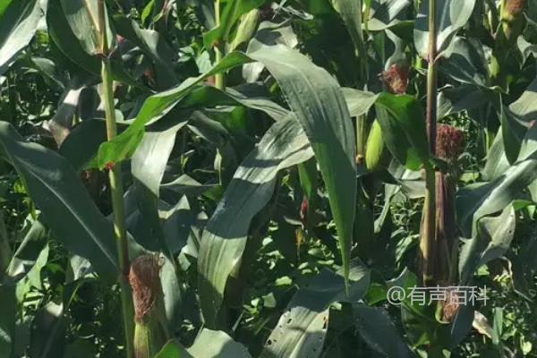 S600玉米品种简介及种植密度推荐：每亩4000株