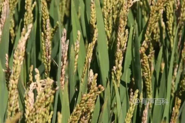 兴育1号水稻品种的特点，催芽播种以促进幼苗生长