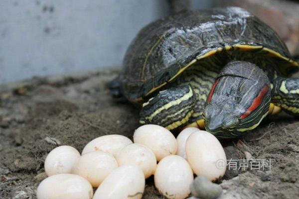 地图龟的寿命及环境污染对其寿命的影响