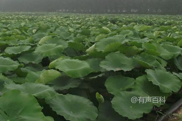 莲藕常见病害及防治措施