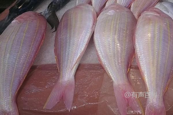 红三鱼是海鱼还是淡水鱼？它们是属于海洋生物的海鱼