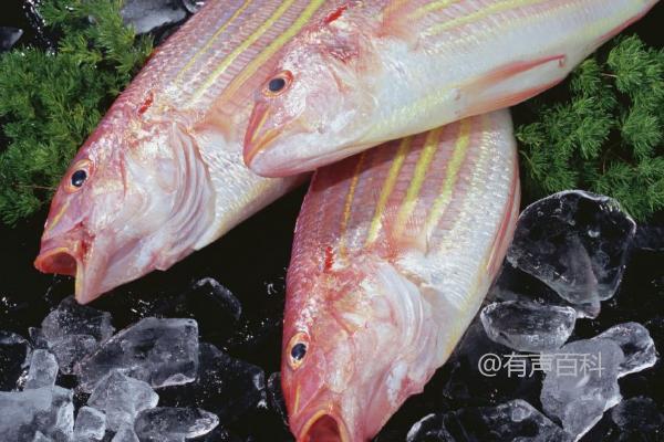 红三鱼是海鱼还是淡水鱼？它们是属于海洋生物的海鱼