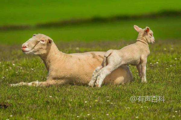 羊不反刍的治疗方法，瘤胃蠕动加强要点