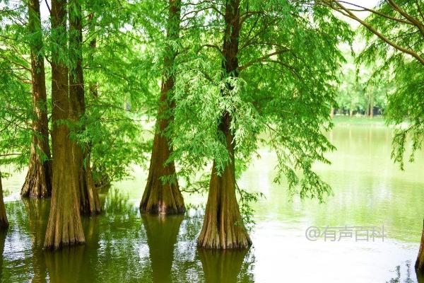 水杉树苗栽培技巧|水杉盆景养护指南