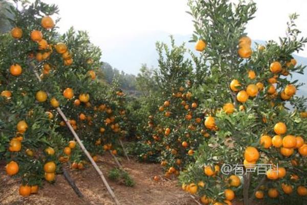 椪柑种植技术：如何科学施肥与浇水，助力不同生长阶段的生长