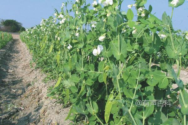 豌豆种植：浇水和施肥技巧分享