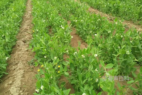 豌豆种植：浇水和施肥技巧分享