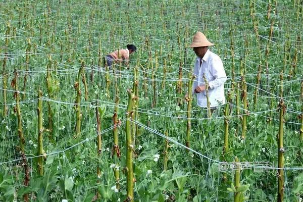 豌豆种植：浇水和施肥技巧分享