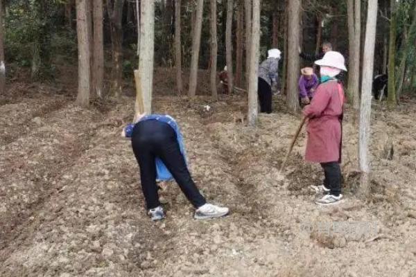 田七的种植技巧及适宜环境