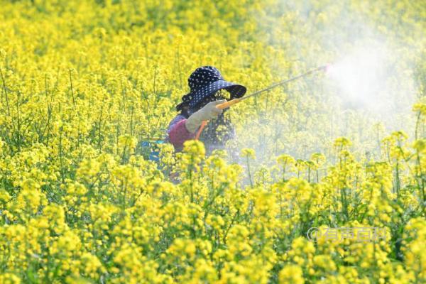 喷施叶面肥的注意事项及适宜浓度因菜而异