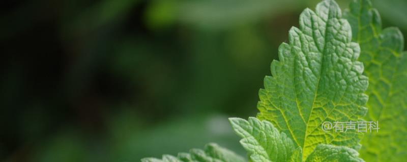 薄荷收获周期及每年可收获次数解析：每年可收