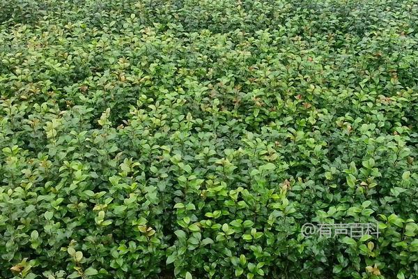 茶花种子的价格及种植方法