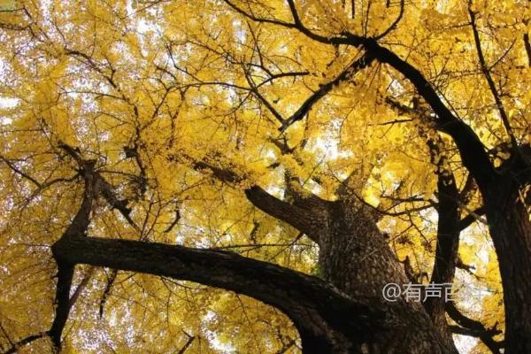 大门口右侧适合种植银杏树吗