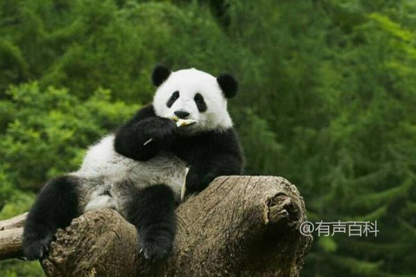 大熊猫的生活习性揭秘：热爱睡觉、以竹子为主食