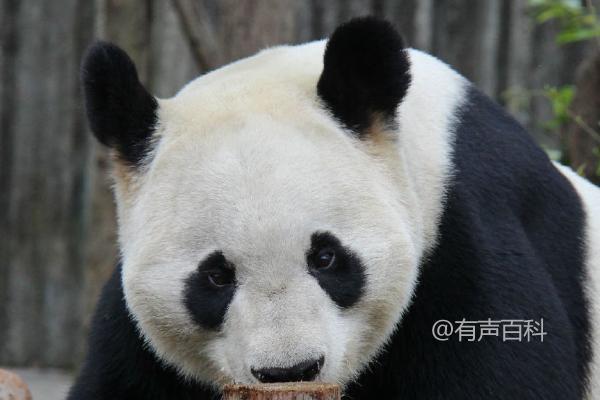 大熊猫的生活习性揭秘：热爱睡觉、以竹子为主食