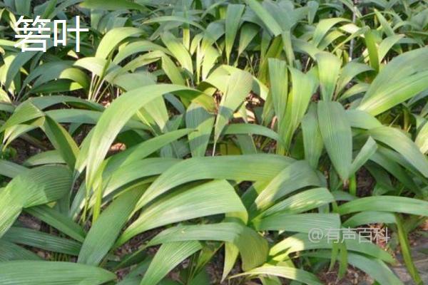 粽子叶是由茅草或者竹叶制成的，用于包裹粽子的传统食材。茅草是一种多年生草本植物，而竹叶则来自于竹子。这些叶子在制作粽子时起到保护和增添香味的作用。