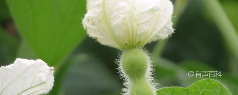 葫芦的开花时间及种植方法