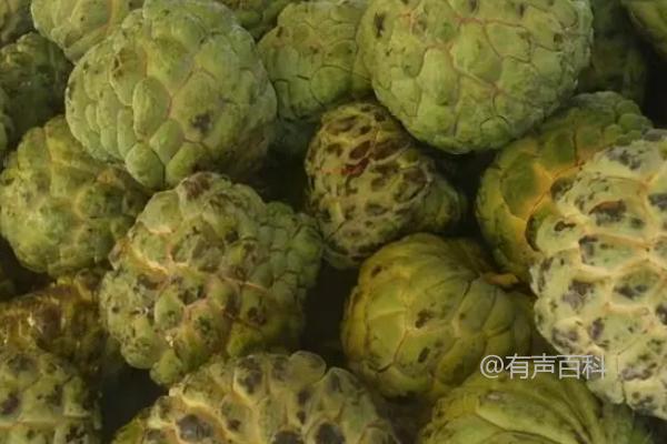 释迦果成熟季节是什么时候