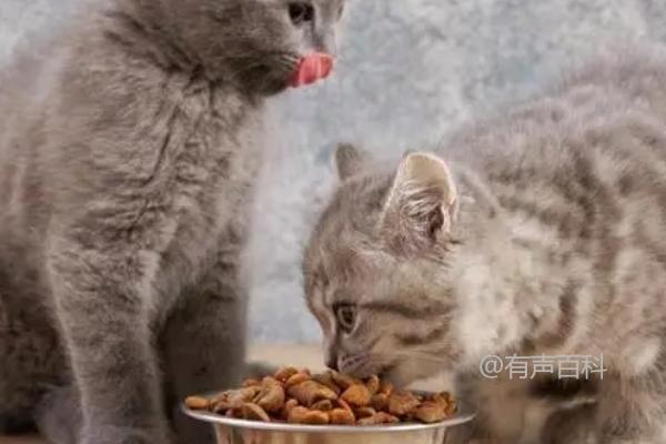 猫吐猫粮的可能原因是进食过快吗？