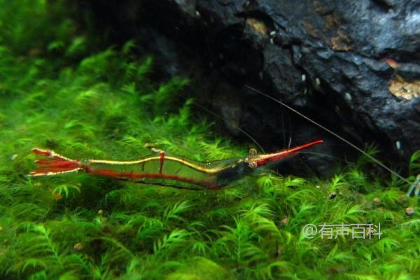 红鼻虾的饲料是什么，适宜食用藻类、浮游生物和红虫的幼虫