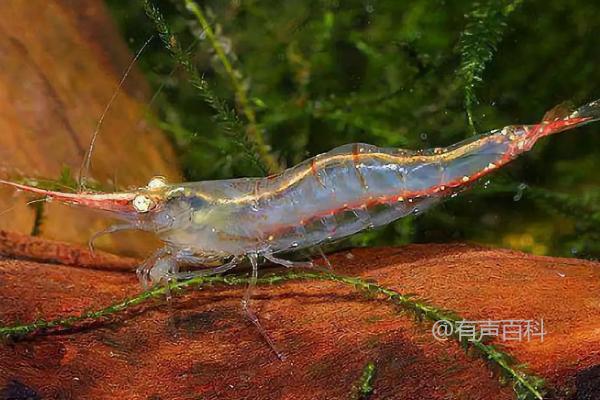 红鼻虾的饲料是什么，适宜食用藻类、浮游生物和红虫的幼虫