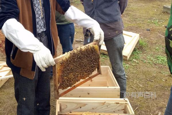 蜜蜂养殖技术，花卉丰富地区适宜养殖