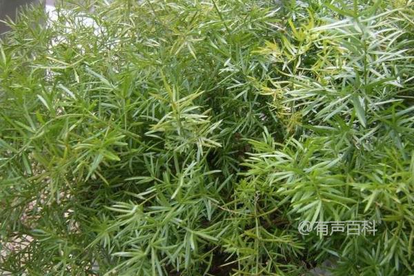 天门冬种植条件及冬季防冻夏季降温措施解析