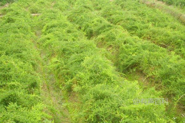 天门冬种植条件及冬季防冻夏季降温措施解析