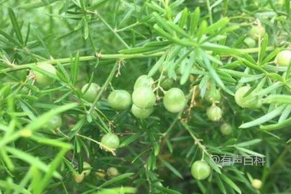 天门冬种植条件及冬季防冻夏季降温措施解析