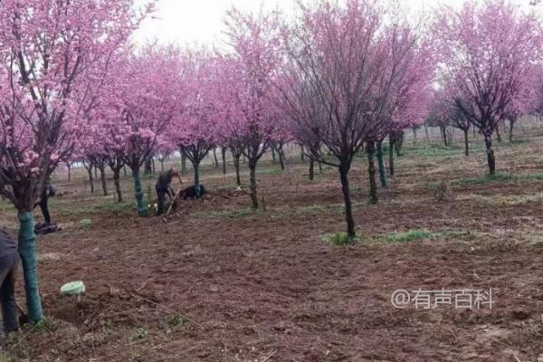 樱花换土方法及注意事项，遵循"动土动根，避免刺激树木"原则