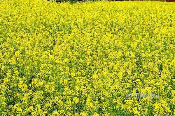 如何对油菜使用硼肥，适合作为底肥或叶面喷施