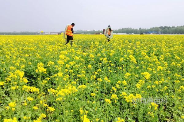 如何对油菜使用硼肥，适合作为底肥或叶面喷施