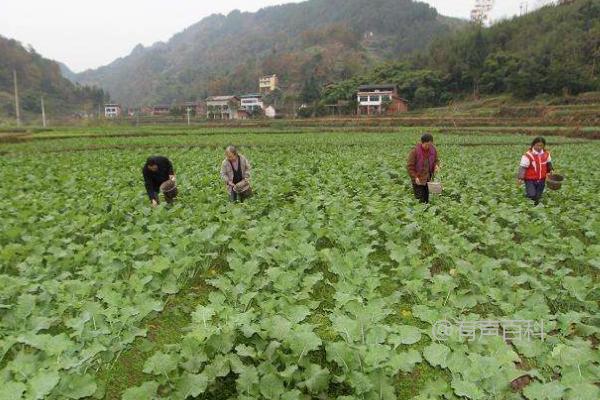 如何对油菜使用硼肥，适合作为底肥或叶面喷施