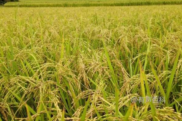 桂香优108水稻种介绍，籼型三系杂交水稻品种