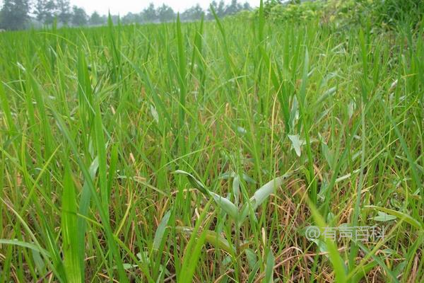 桂香优108水稻种介绍，籼型三系杂交水稻品种