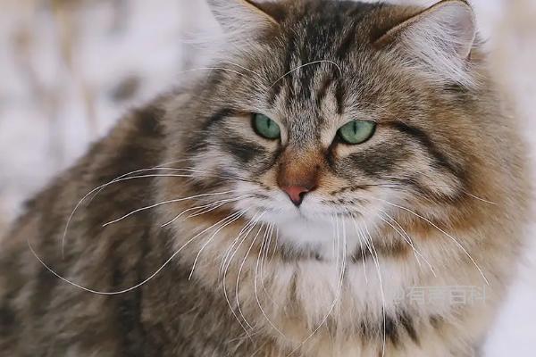 猫的生长特点及换毛季节