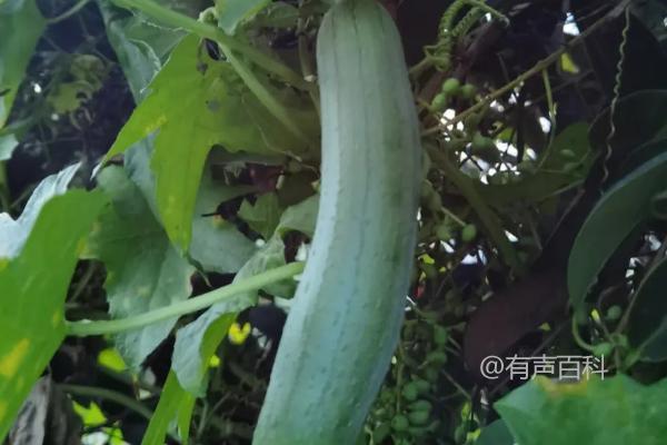 3月种植哪些蔬菜好？白菜、萝卜、韭菜等适合种植