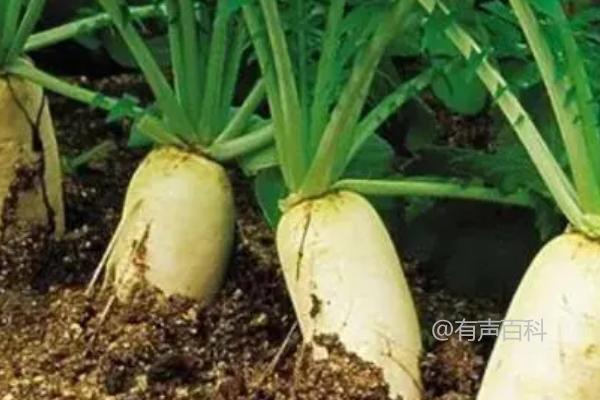 3月种植哪些蔬菜好？白菜、萝卜、韭菜等适合种植