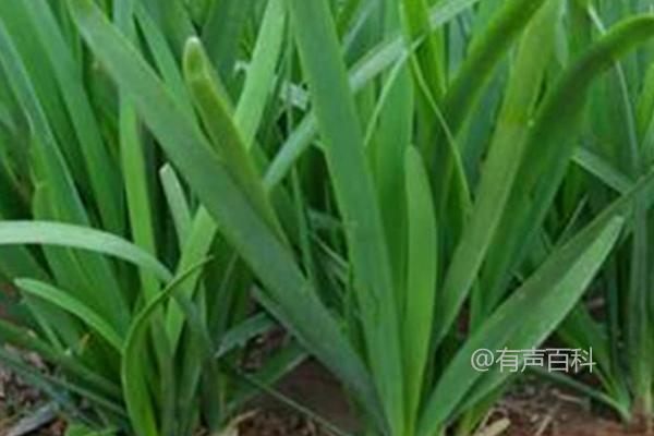 3月种植哪些蔬菜好？白菜、萝卜、韭菜等适合种植