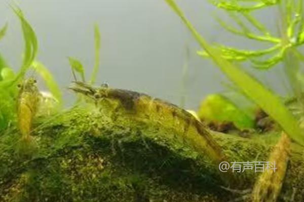 黑壳虾的饲养与喂食频率建议每隔3-4天喂食1次