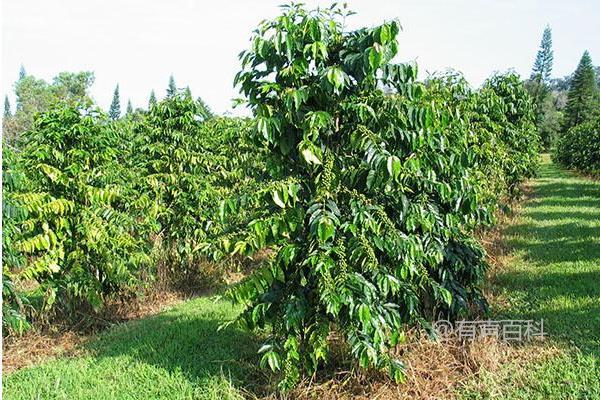 如何正确种植咖啡豆：播种技巧与定期药物防治