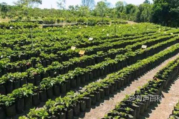 如何正确种植咖啡豆：播种技巧与定期药物防治