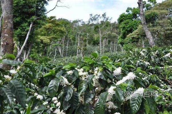 如何正确种植咖啡豆：播种技巧与定期药物防治