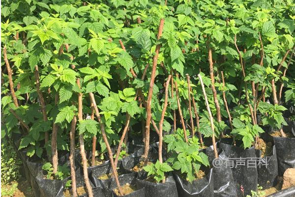 根据百度SEO规范，建议修改文章标题为：“覆盆子种植技巧：底肥施足，花果期适时追肥方法详解”