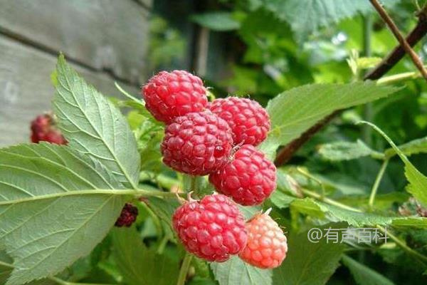 根据百度SEO规范，建议修改文章标题为：“覆盆子种植技巧：底肥施足，花果期适时追肥方法详解”