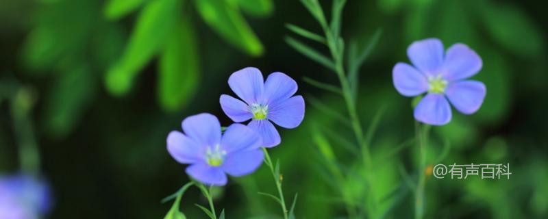 如何种植蓝花亚麻种子以及提高发芽率