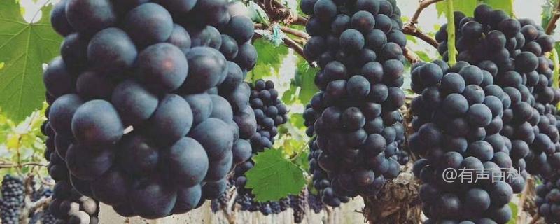 黑提葡萄高产种植技术及要点